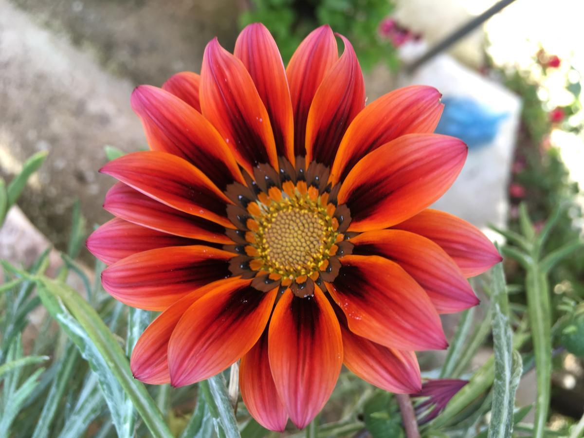 Flower Garden Appartement *